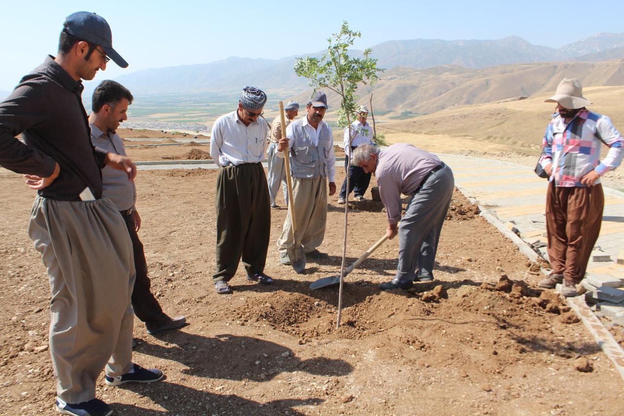 آغاز کاشت درخت در پارک نوروز توسط فضای سبز شهرداری پیرانشهر 